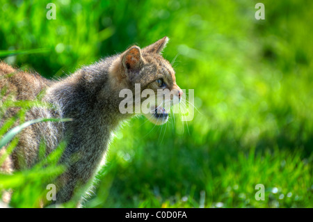 Fantastic close up of Scottish wildcat capturant caractère et excellent détail Banque D'Images