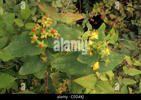 Tutsan (Hypericum androsaemum : Clusiaceae) en fleurs et fruits, au Royaume-Uni. Feuilles de guérison, toxiques des baies. Banque D'Images