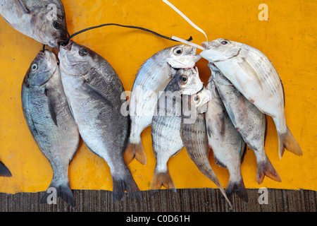 La daurade et Hottentot Romain rouge poissons daurade Banque D'Images