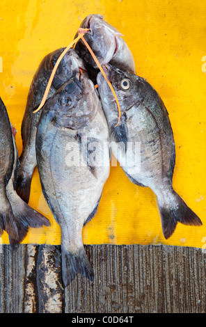 La brème noire ou Hottentots la dorade (Pachymetopon blochii) Poisson Banque D'Images