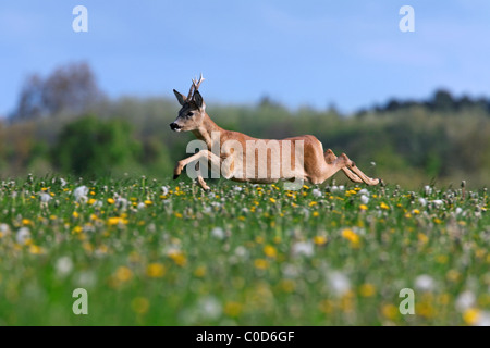 Le chevreuil (Capreolus capreolus) Buck sautant en prairie avec des fleurs sauvages, Allemagne Banque D'Images