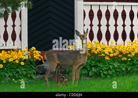 Le chevreuil (Capreolus capreolus) doe suckling fawn in front of house, Jaemtland, Suède Banque D'Images