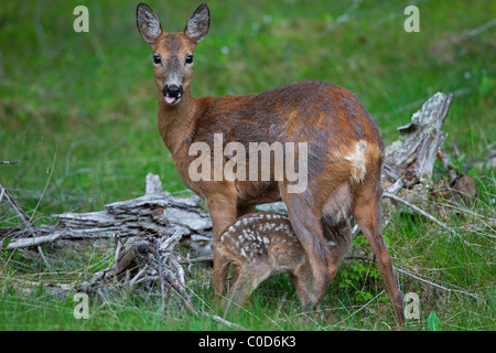 Le chevreuil (Capreolus capreolus) doe suckling fawn, Jaemtland, Suède Banque D'Images