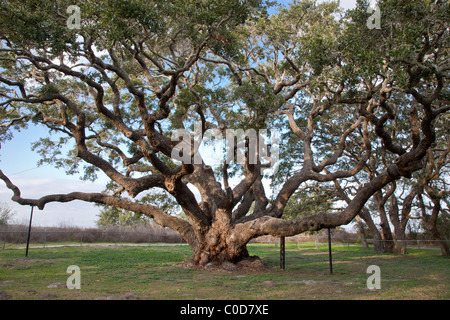 « Big Tree » Coastal Live Oak, Texas Banque D'Images