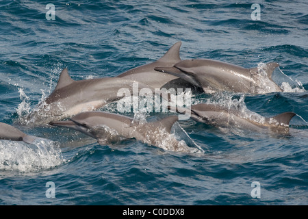 Hawaiian/gris, Dauphins Stenella longirostris, marsouinage, Maldives, océan Indien. Banque D'Images