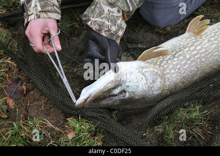 Le brochet et la pêche au brochet. Banque D'Images