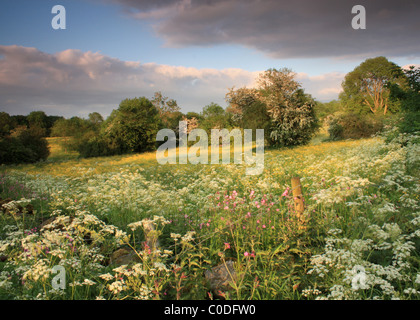 Le soir d'été la lumière capte beaucoup de couleurs des prairies de fauche, de fleurs sauvages, de haies et l'aubépine dans le Peak District Banque D'Images