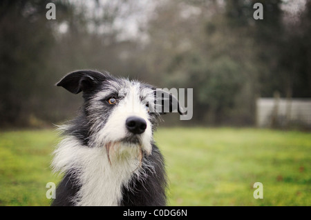 Un chien assis et attendre patiemment Banque D'Images