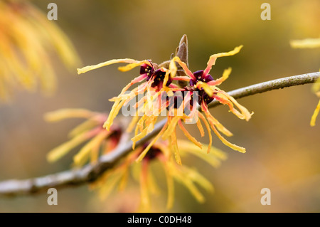 HAMAMELIS X INTERMEDIA HAMAMÉLIS AURORA Banque D'Images