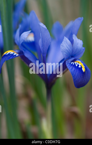 IRIS RETICULATA HARMONY Banque D'Images