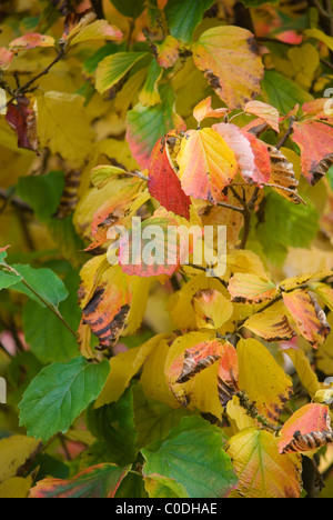 FOTHERGILLA MAJOR Banque D'Images