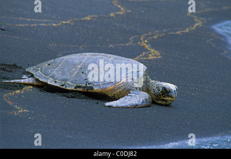 Des tortues de mer vertes ou Honu, sur la plage de sable noir de Punalu'u, Île d'Hawaï. Banque D'Images