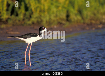 Échasses hawaïennes ou Ae'o (Himantopus mexicanus knudseni). Banque D'Images