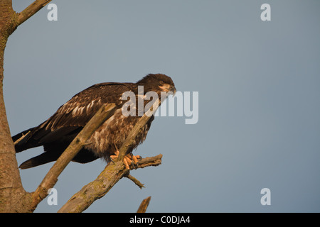 Un jeune aigle assis dans un arbre mort à au loin dans la distance Banque D'Images