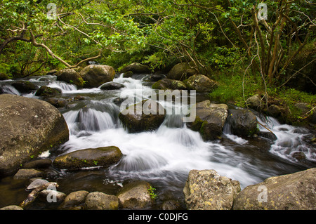Waihe'e Valley stream, Maui, Hawaii. Banque D'Images
