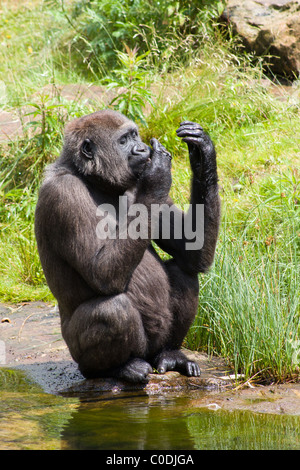 Un gorille en mangeant des fruits par un étang à Apenheul Primate Park dans Apeldoorf, Pays-Bas. Banque D'Images