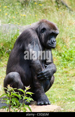 Un gorille à Apenheul Primate Park dans Apeldoorf, Pays-Bas. Banque D'Images