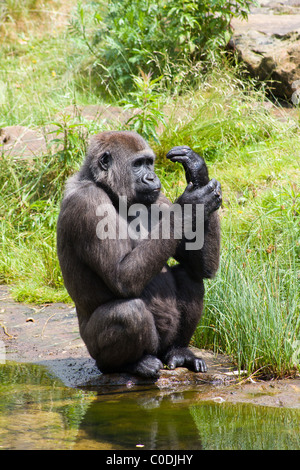 Un gorille par un étang dans le parc de primates Apenheul à Apeldoorn, aux Pays-Bas. Banque D'Images