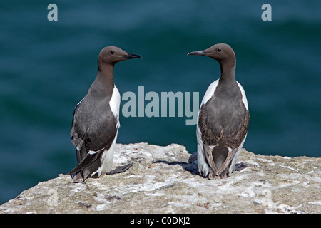 Des guillemots (Uria aalge) sur falaise, île de macareux, au nord du Pays de Galles, Royaume-Uni, juin 2010 Banque D'Images