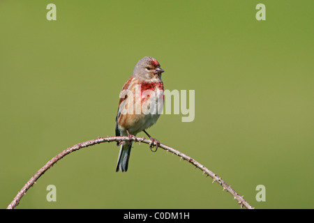 (Linnet Carduelis cannabina) perché sur bramble tige sur les terres agricoles, Cheshire, Royaume-Uni, mai 2009 Banque D'Images