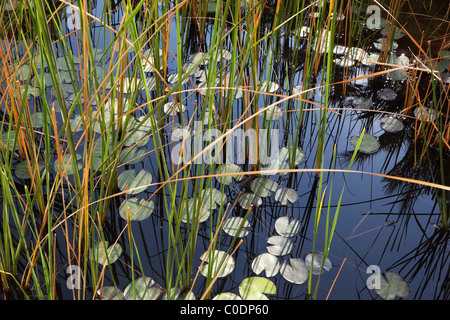 Étang silencieux avec la floraison des nénuphars dans l'eau Banque D'Images