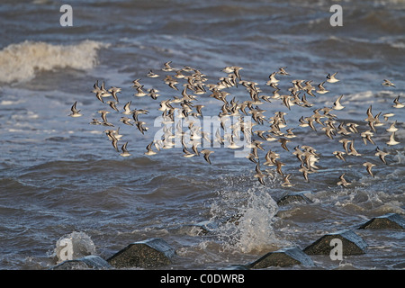 Bécasseau sanderling (Calidris alba) troupeau en vol, la baie de Liverpool, UK, janvier 2010 8621 Banque D'Images