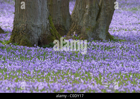 Temps de floraison de crocus Banque D'Images