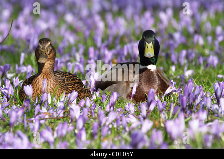 Le Canard colvert (Anas platyrhynchos) Banque D'Images