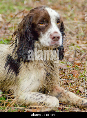 English Springer Spaniel assis en attente de son propriétaire Banque D'Images