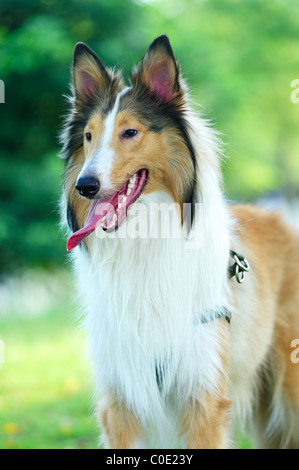 Rough Collie chien debout sur la pelouse Banque D'Images