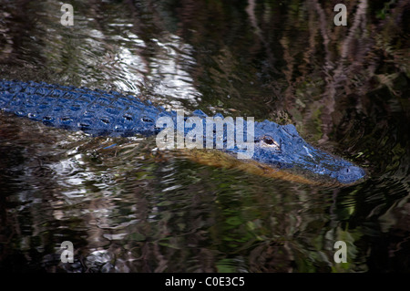 Alligator mississippiensis, Alligator, Pelican Bay, Naples, Florida, USA. Banque D'Images