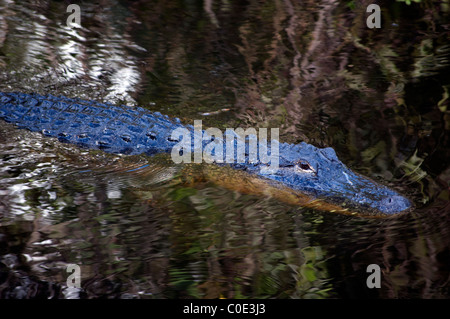 Alligator mississippiensis, Alligator, Pelican Bay, Naples, Florida, USA. Banque D'Images