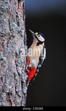 Great Spotted Wood Pecker Dendrocopos major se nourrir dans une forêt de pins calédoniens. 7100 SCO Banque D'Images