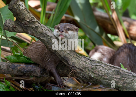 La loutre (Lutra lutra) reposant sa tête sur un arbre Banque D'Images