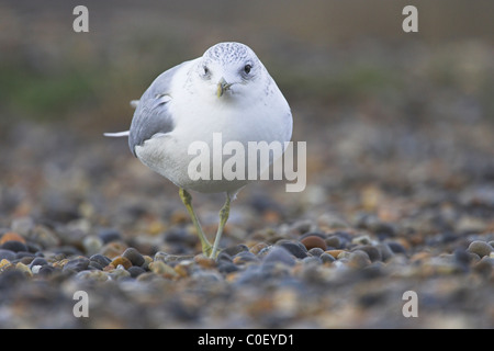 Goéland cendré Larus canus marche sur bardeau à Salthouse Norfolk, en décembre. Banque D'Images