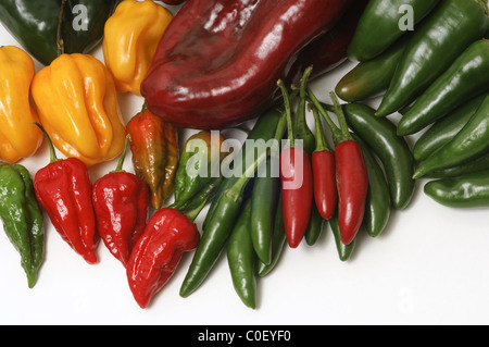 Hot chillies sur fond blanc. Sont recommandés les jalapenos, Serranos, Habaneros, Dorset, Nagas et Poblanos. Banque D'Images