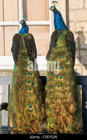 Vue arrière de deux paons, montrant de longues plumes de la queue Banque D'Images