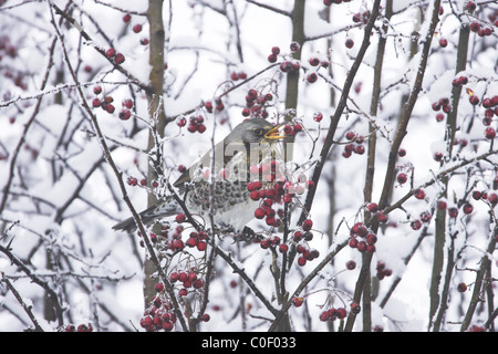 Turdus Fieldfare perché dans f buissons couverts de neige à nouveau Holkham Norfolk, en décembre. Banque D'Images