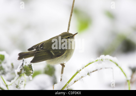 Hume Phylloscopus humei feuille entre quête de la végétation couverte de neige au Wells-next-the-Sea, Norfolk, en décembre. Banque D'Images