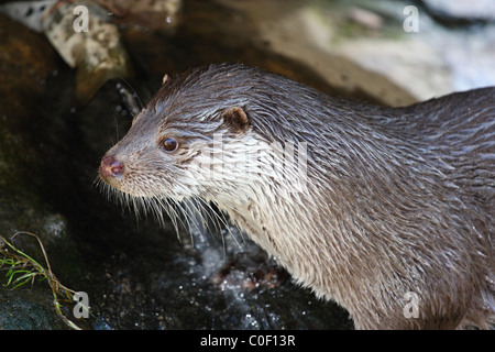 Une loutre de rivière assis sur une pierre humide Banque D'Images