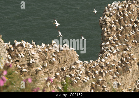 Fou de Bassan (Sula bassana) colonie de nidification sur les rochers et falaises à Bempton Cliffs, Yorkshire, Royaume-Uni. juin. Banque D'Images