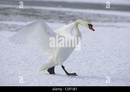 Cygne tuberculé Cygnus olor marche sur piscine congelé à Welney WWT, Norfolk, en novembre. Banque D'Images