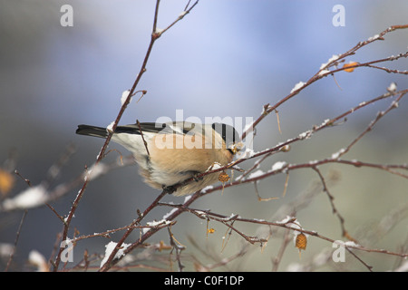 Le nord de Bouvreuil Pyrrhula pyrrhula pyrrhula alimentation femelle dans les arbres au Wells-next-the-Sea en décembre. Banque D'Images