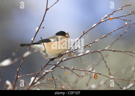 Le nord de Bouvreuil Pyrrhula pyrrhula pyrrhula alimentation femelle dans les arbres au Wells-next-the-Sea en décembre. Banque D'Images