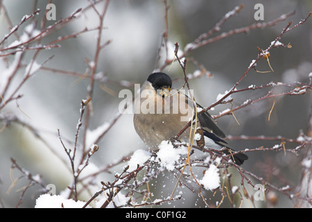Le nord de Bouvreuil Pyrrhula pyrrhula pyrrhula alimentation femelle dans les arbres au Wells-next-the-Sea en décembre. Banque D'Images