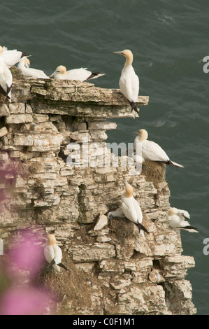 Fou de Bassan (Sula bassana) colonie de nidification sur les rochers et falaises à Bempton Cliffs, Yorkshire, Royaume-Uni. juin. Banque D'Images