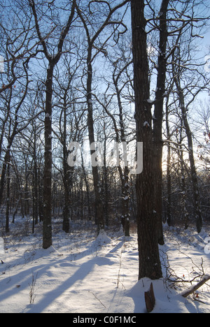 Paysage couvert de neige s'étendait à l'ombre des arbres. [Partie 2] Coucher du soleil (le point de vue de l'intérieur de la forêt) Banque D'Images