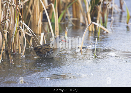 Rail Rallus aquaticus européenne sur l'eau sur lac gelé à Upton Warren, Worcestershire en novembre. Banque D'Images