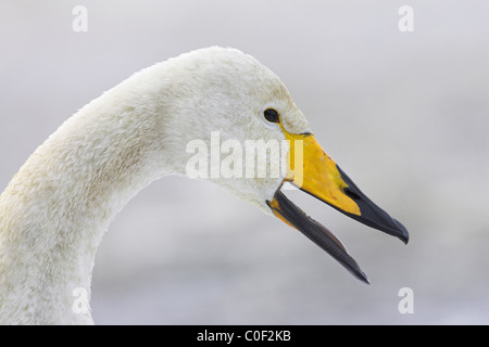 Cygne chanteur Cygnus cygnus appelant à Welney WWT, Norfolk, en novembre. Banque D'Images
