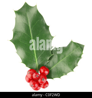 Holly isolated on white Banque D'Images